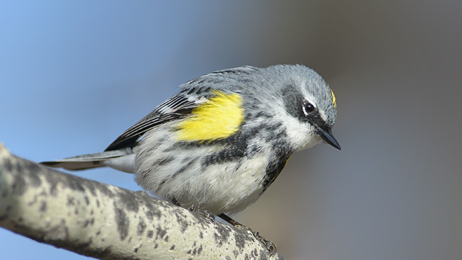 Forestry Farm Park Bird Walk