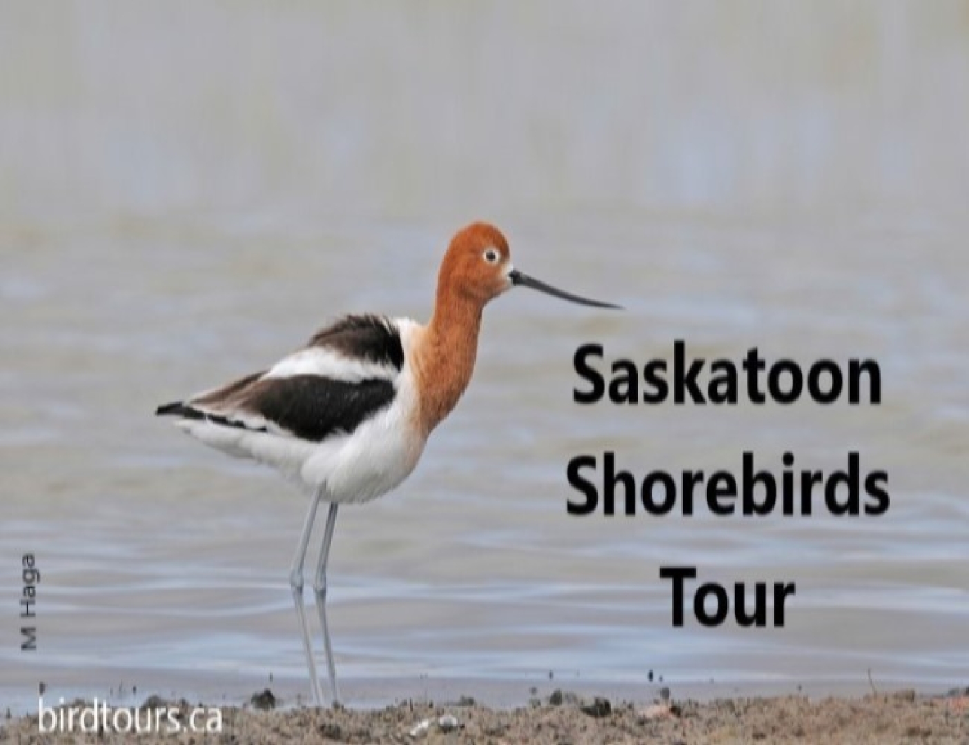 Saskatoon Shorebirds Tour