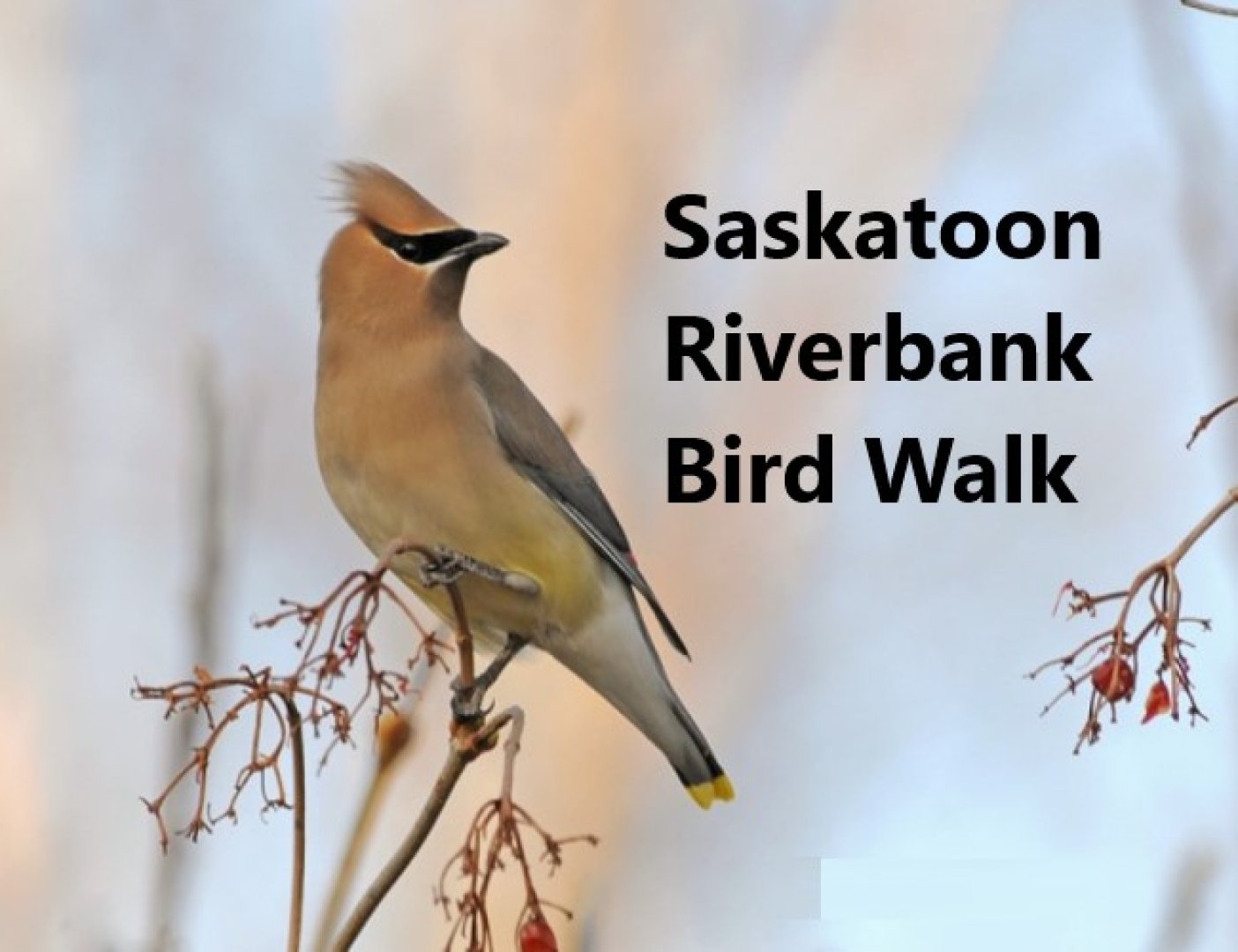 Saskatoon Riverbank Bird Walk