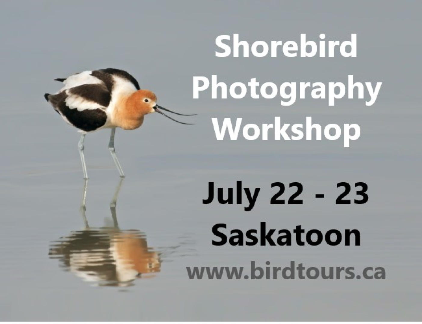Shorebird Photography Workshop