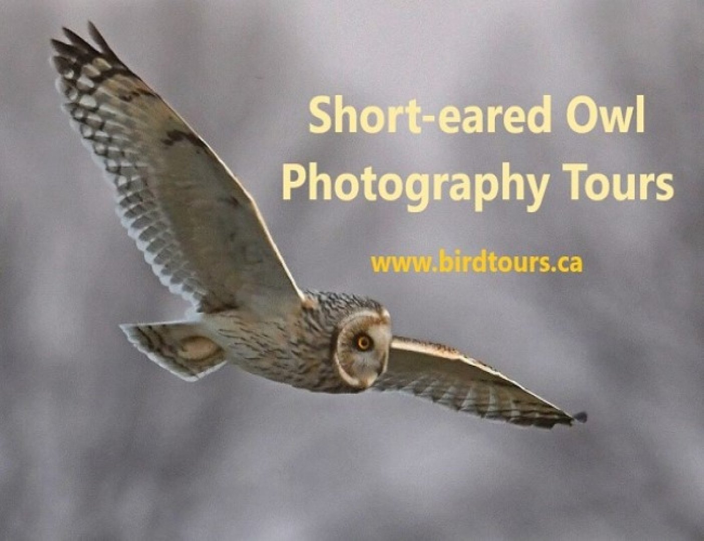 Short-eared Owl Photography Tours