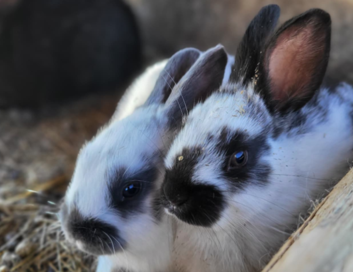 two bunnies