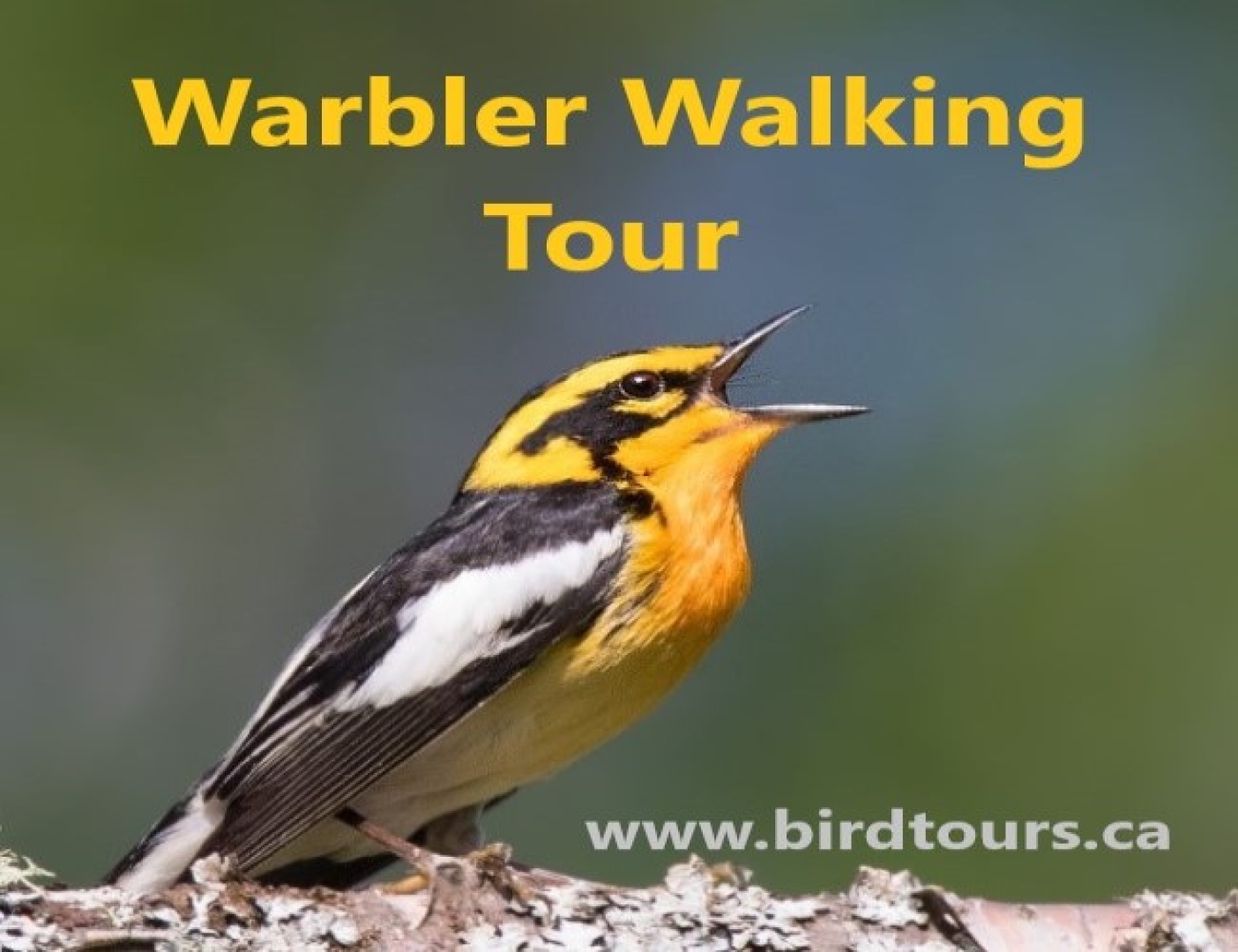 Warbler Walking Tour