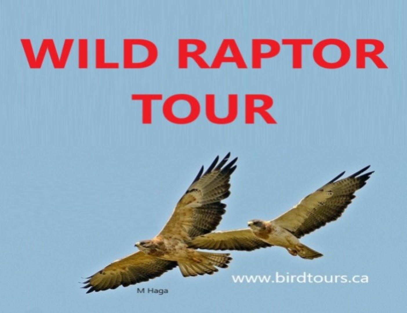 Wild Raptor Tour
