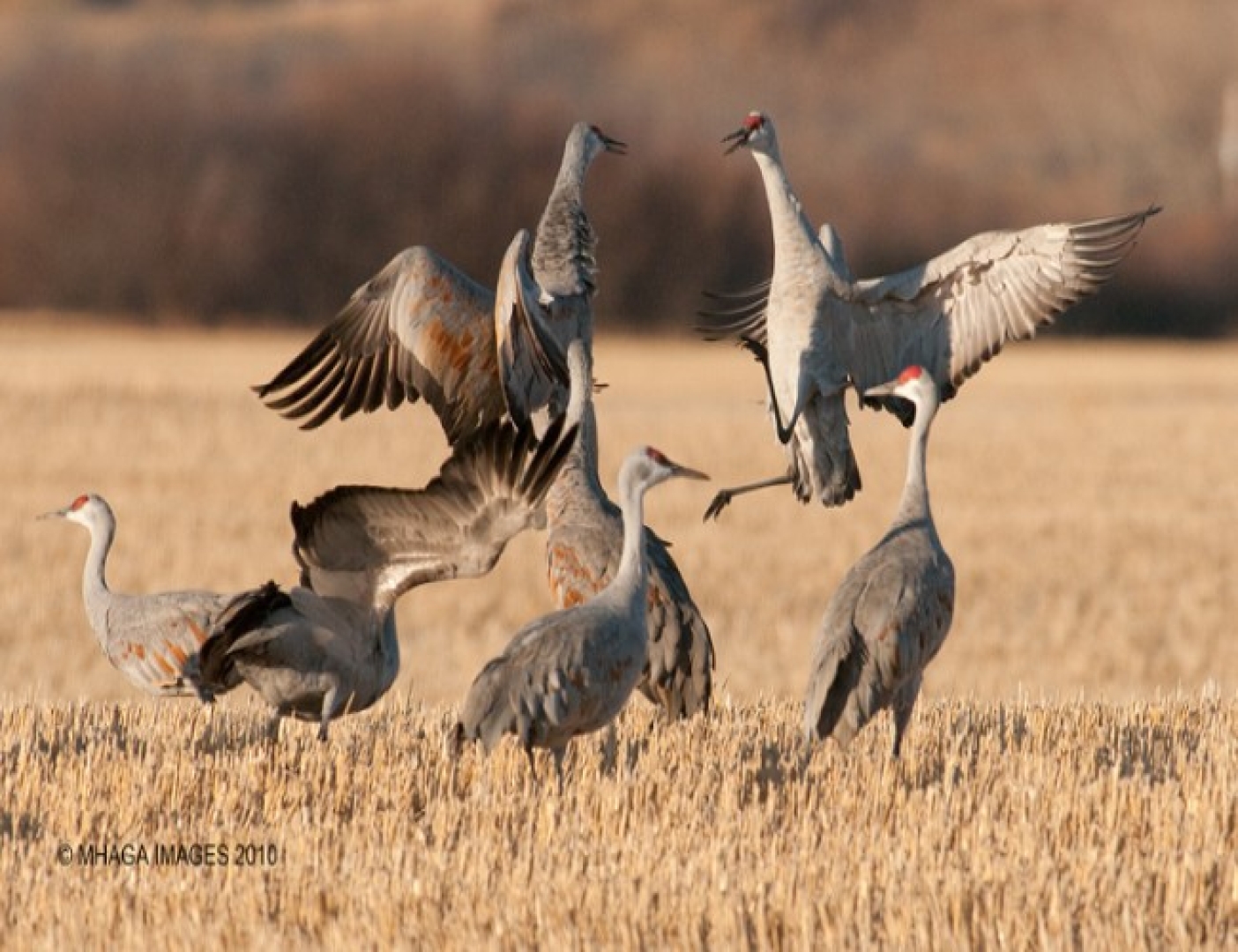 Pike Lake Sandhill Crane Tour