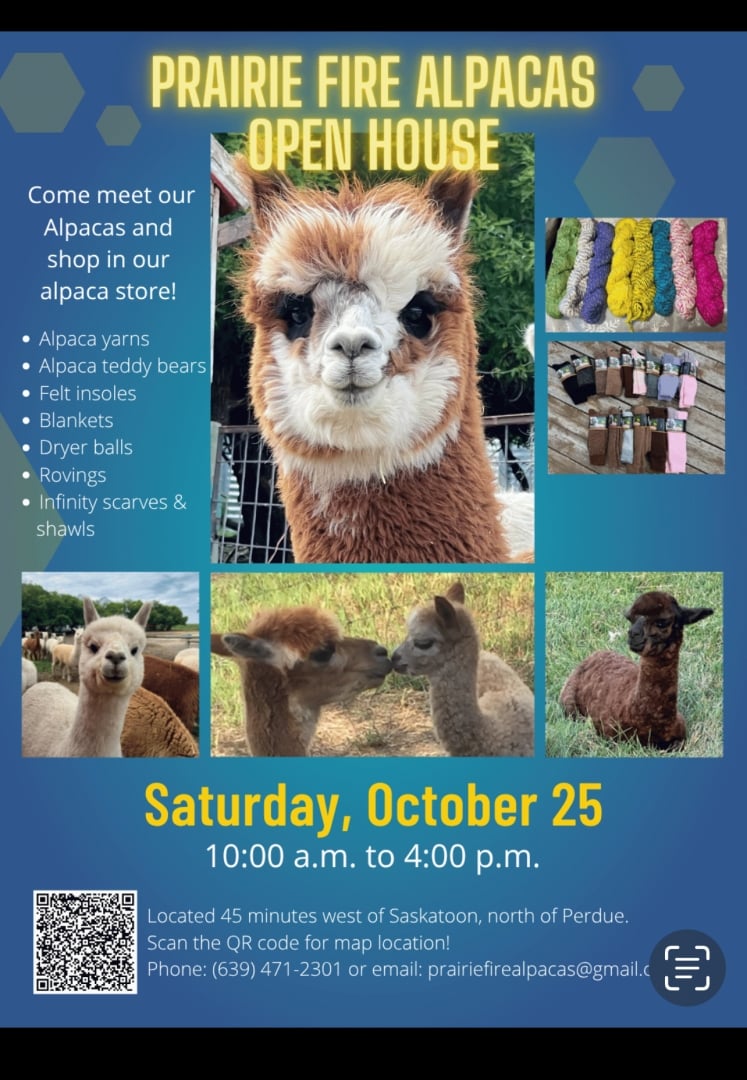Come meet our alpacas!