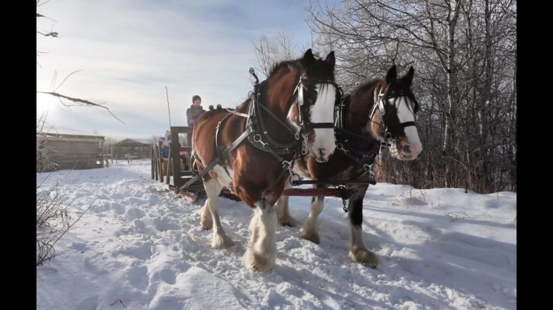 Horse Drawn Sleigh Ride