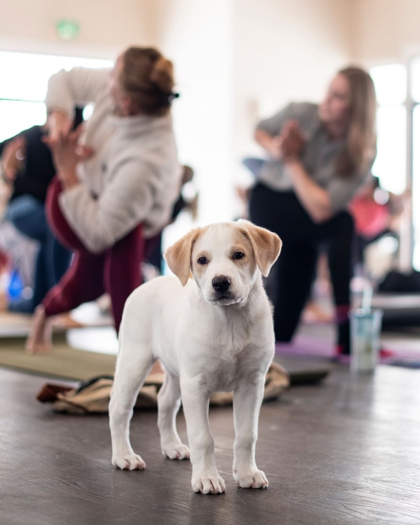 Photo of dog during pup Pilates