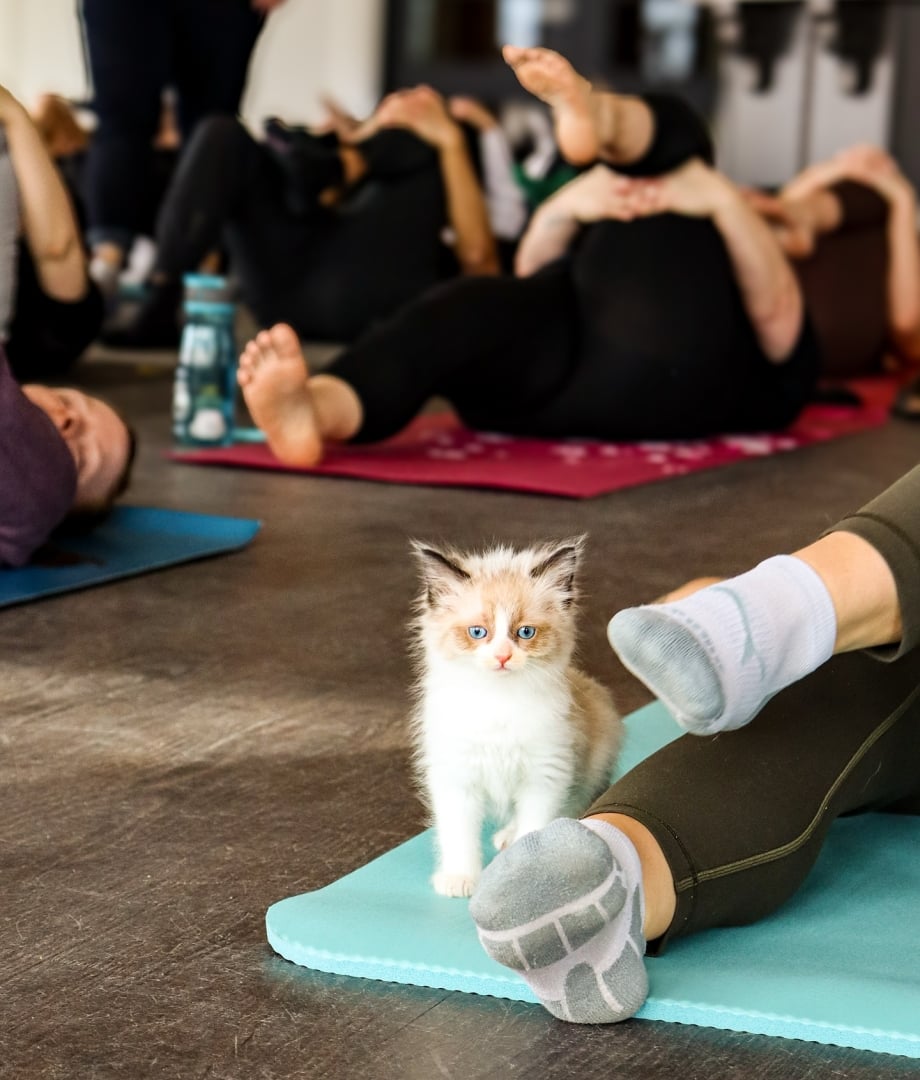 Photo of kitten during kitten Pilates