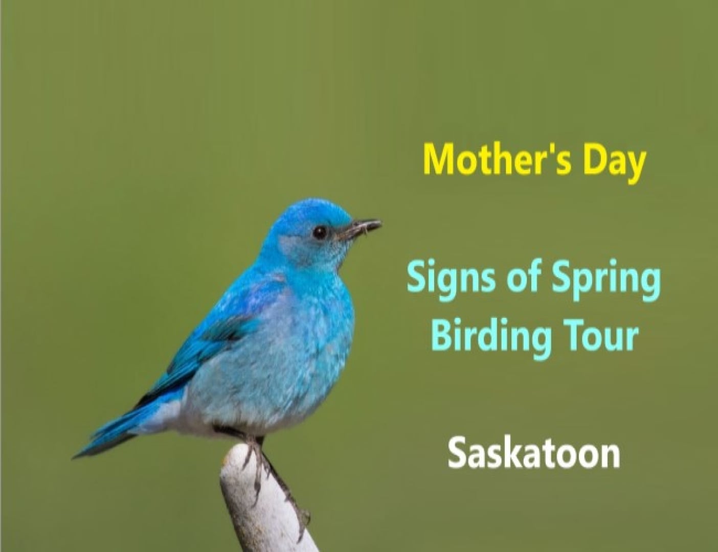 Mother's Day - Signs of Spring Birding Tour