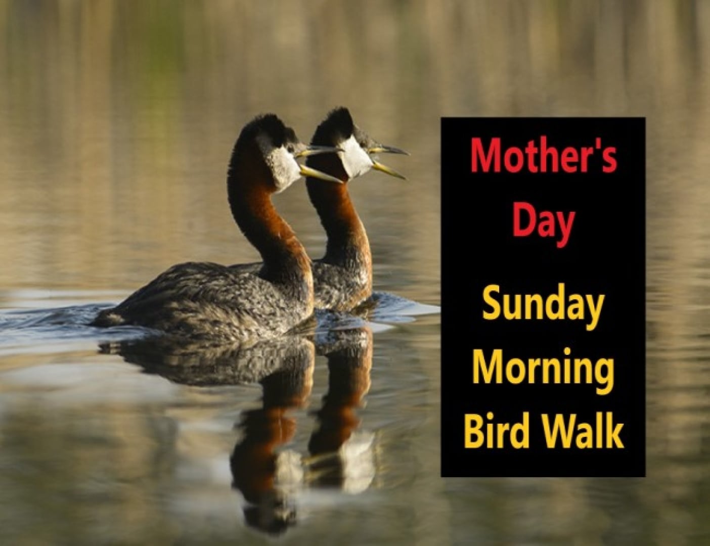 Mother's Day - Sunday Morning Bird Walk