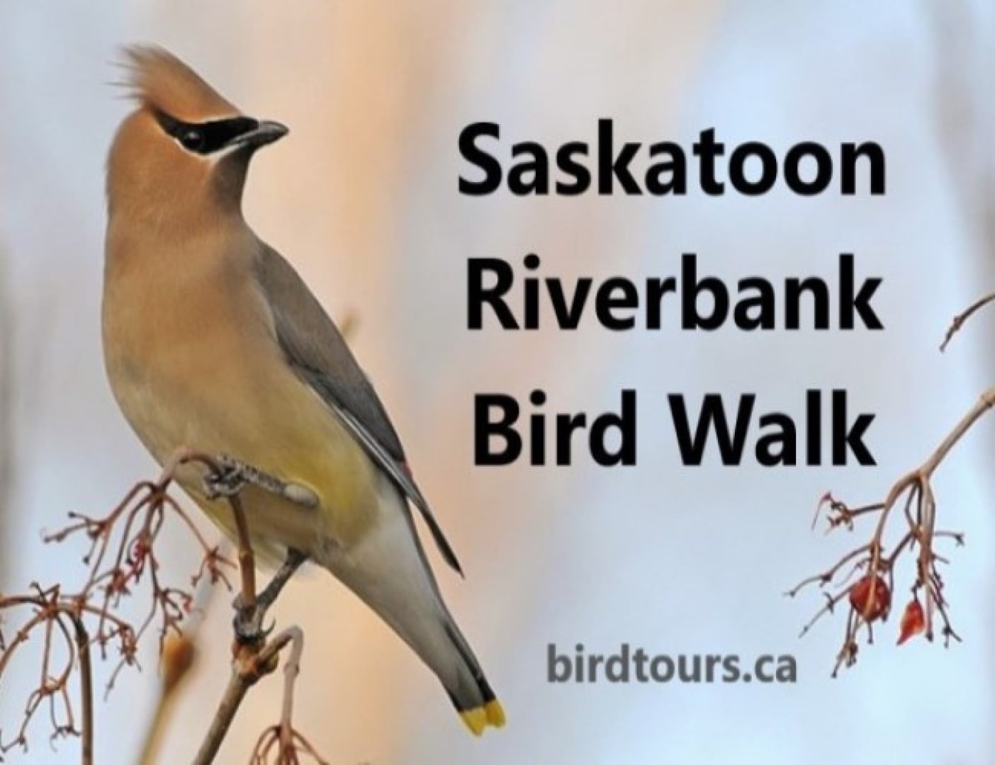Saskatoon Riverbank Bird Walk