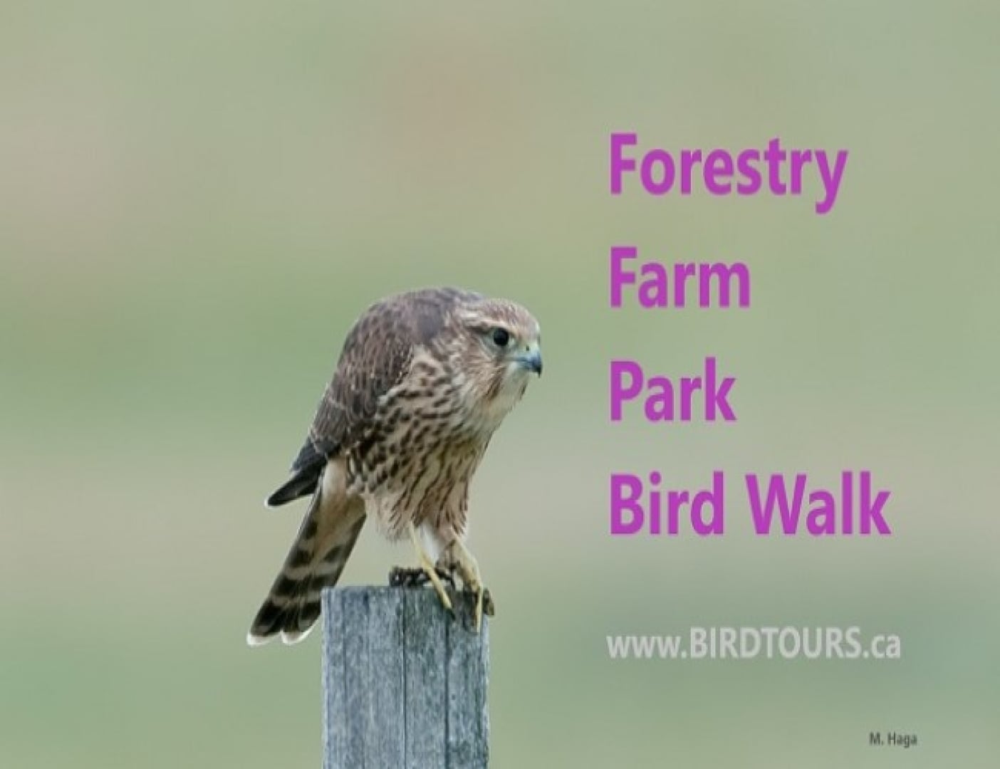 Forestry Farm Park Bird Walk