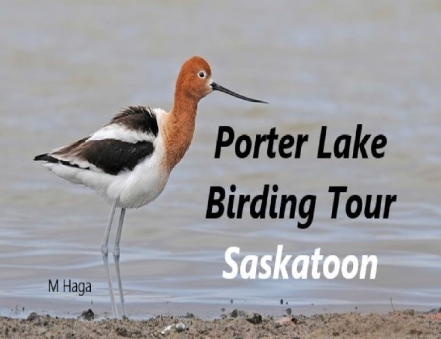 Porter Lake Birding Tour