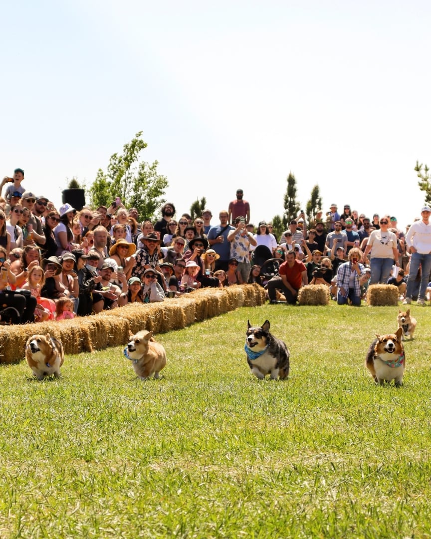 Corgis running in corgi races at Crossmount