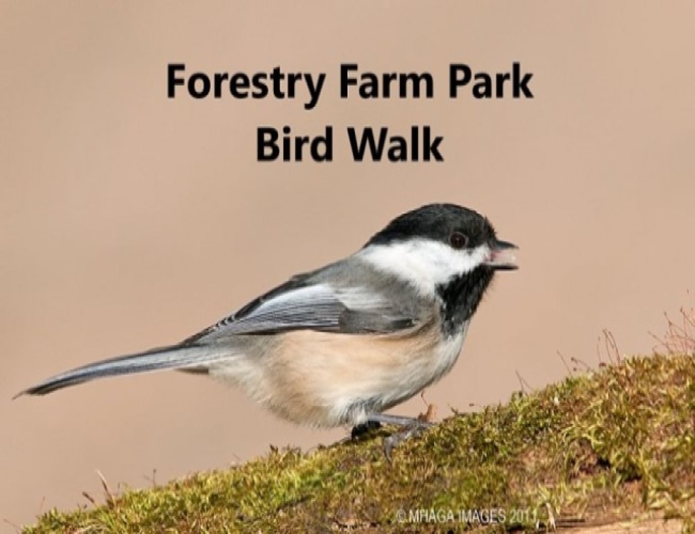 Forestry Farm Bird Walk