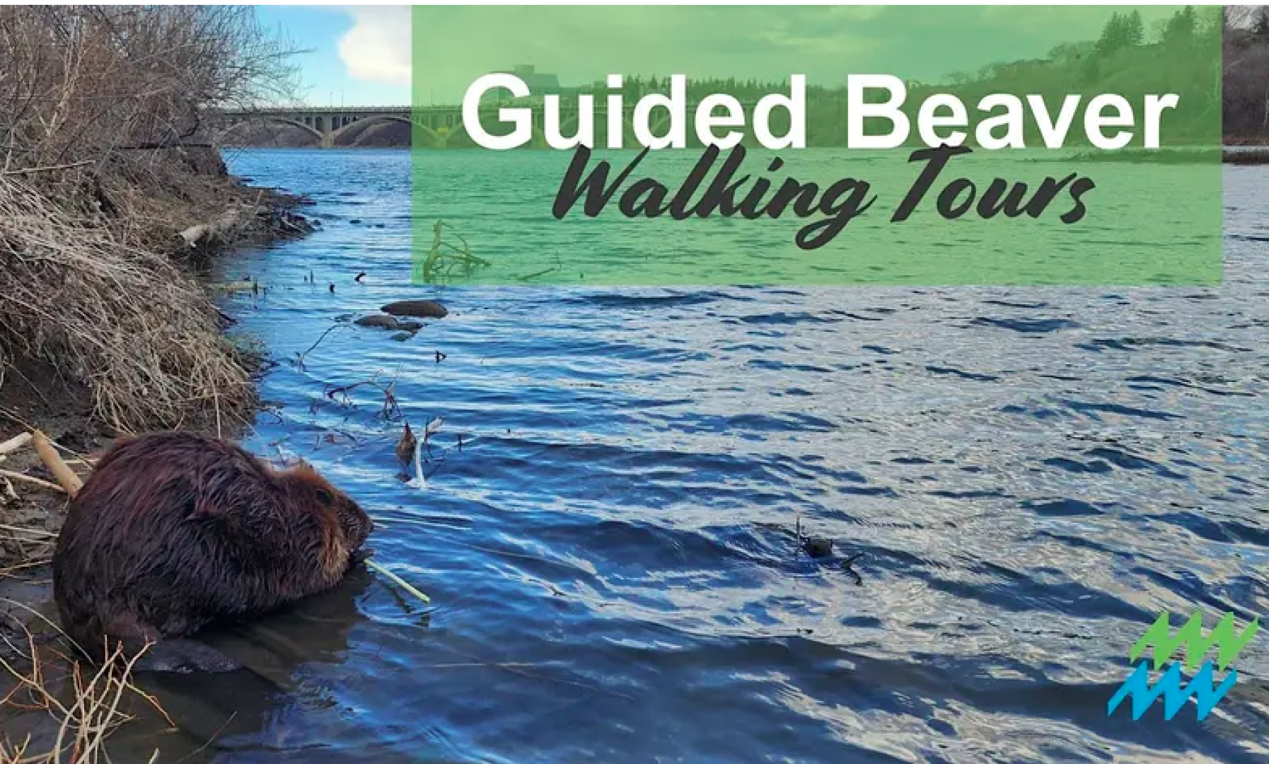 Guided Beaver walking Tours