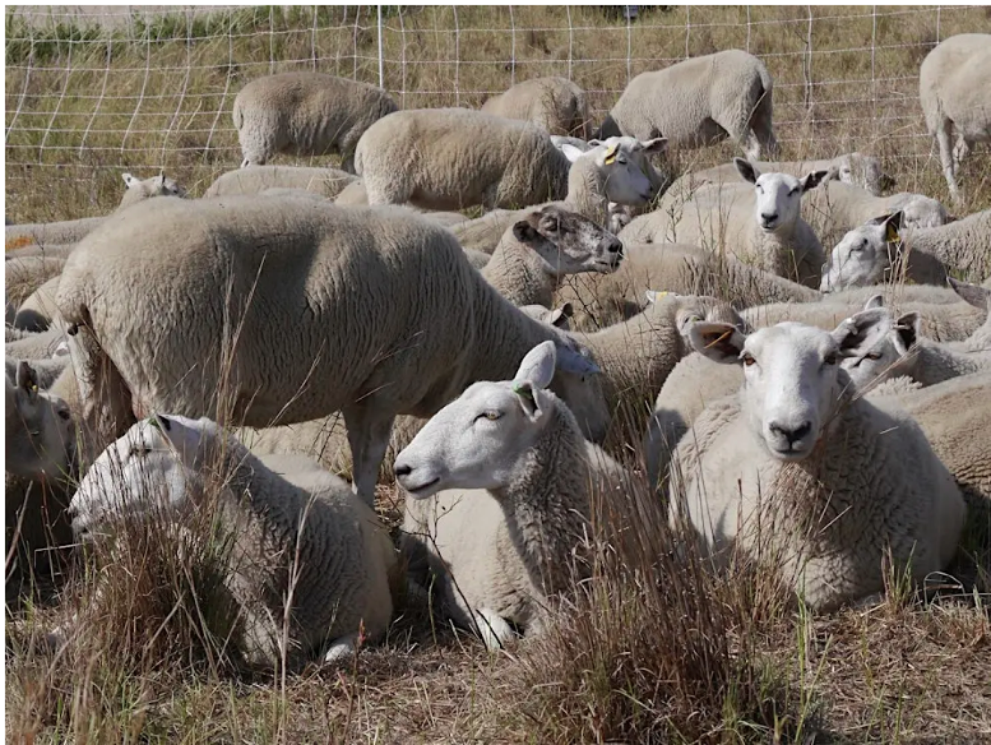 sheep
