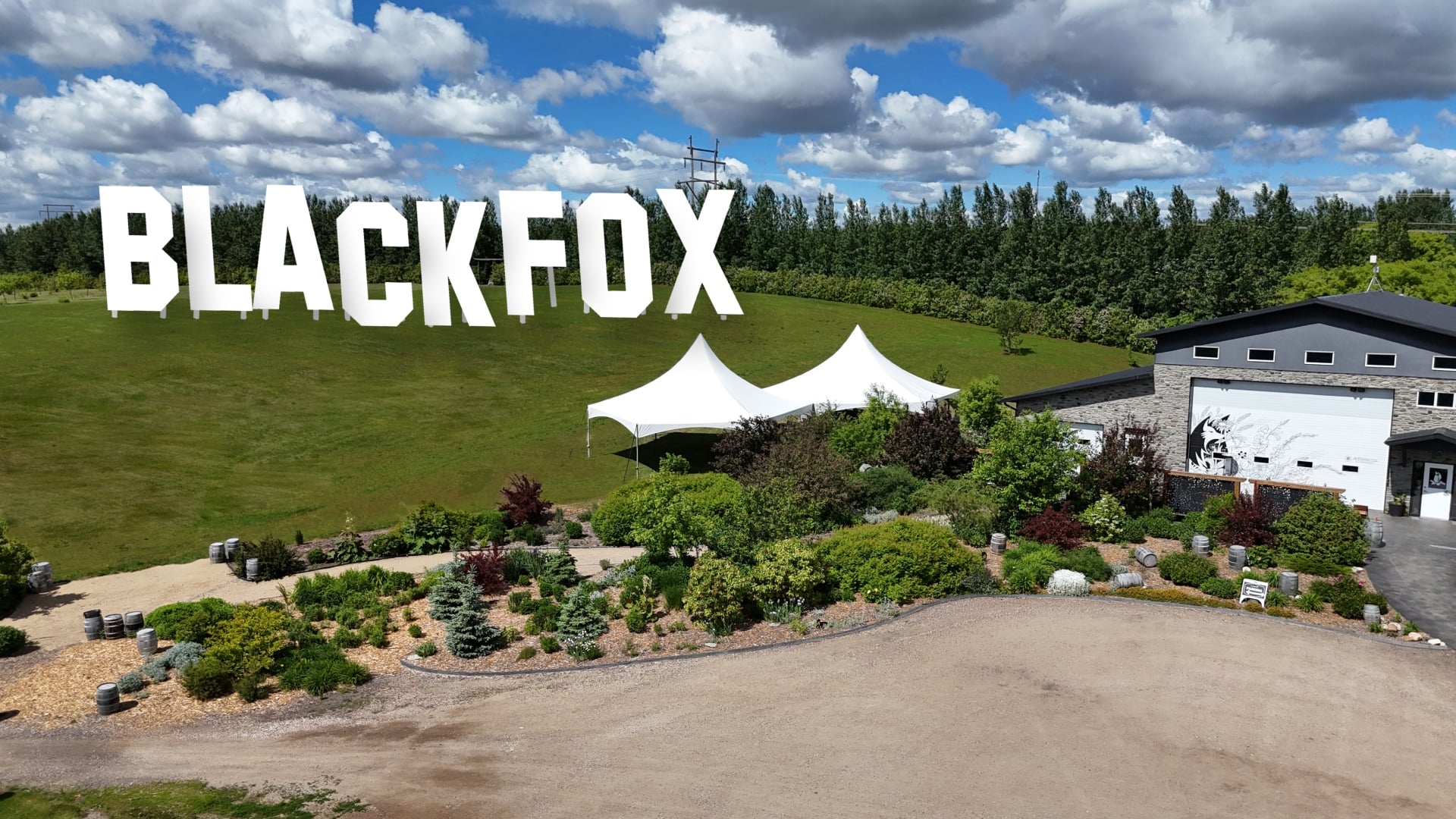 Black Fox