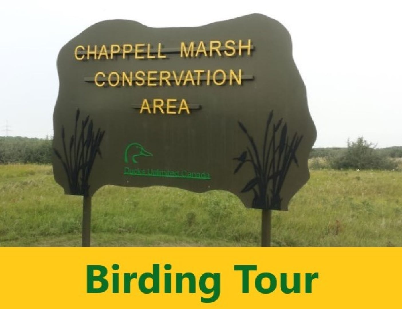 Chappell Marsh Birding Tour