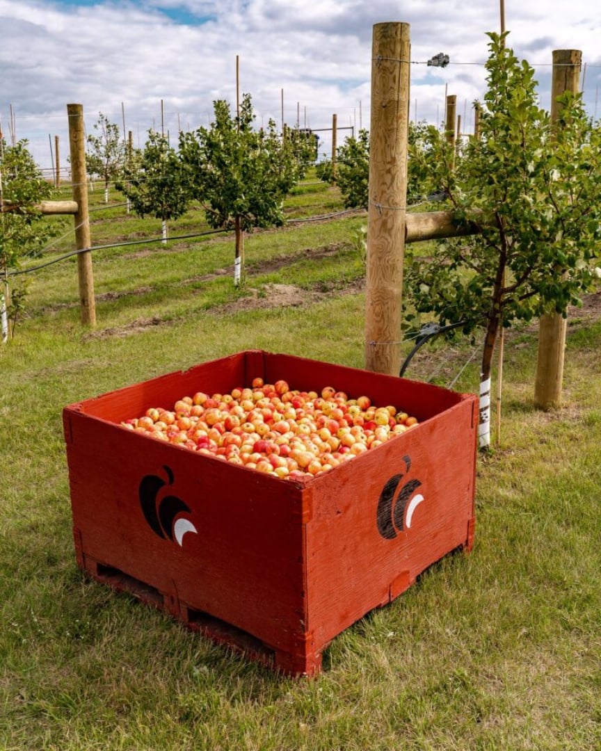 Photo of harvested apples