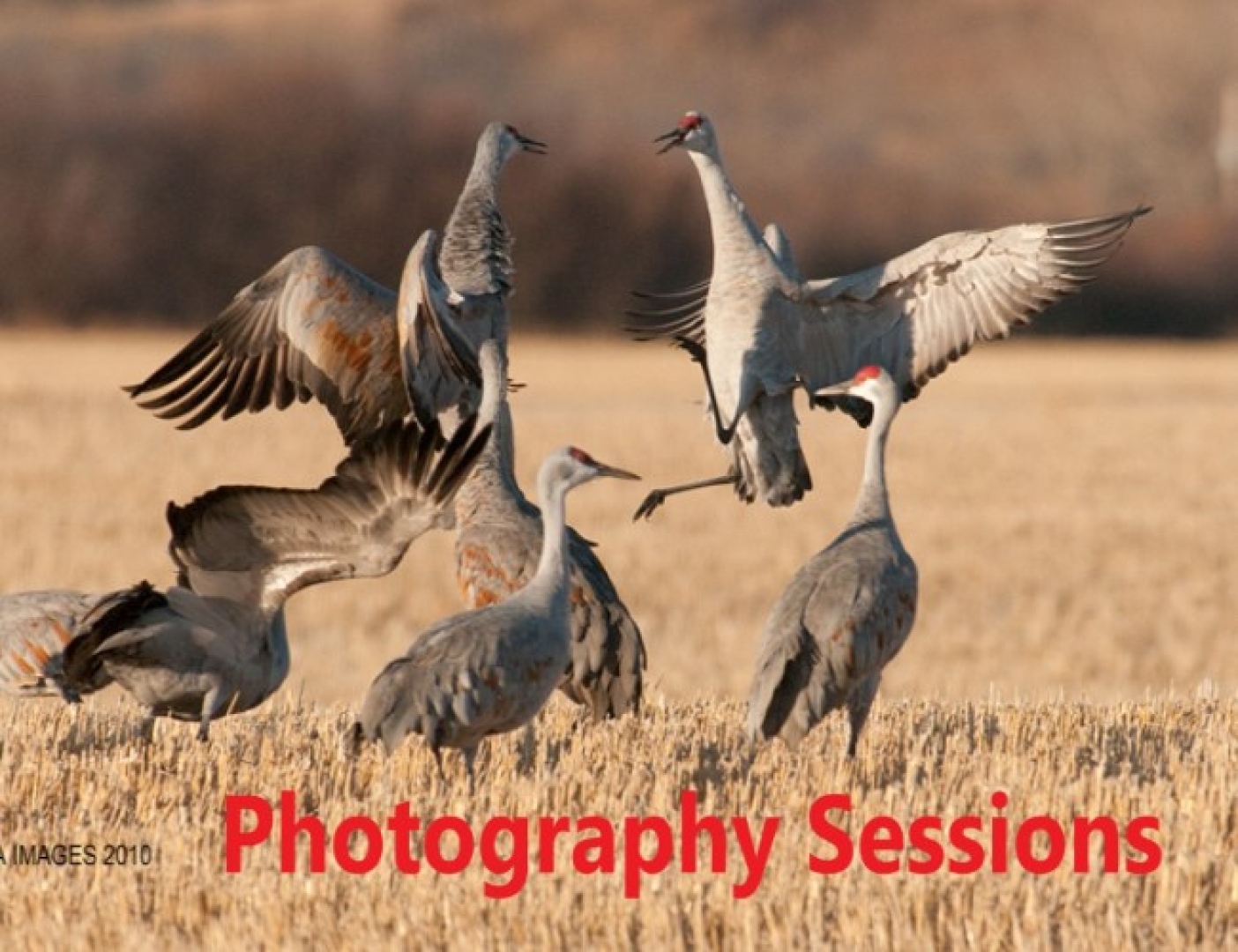 Sandhill Crane Photography Sessions