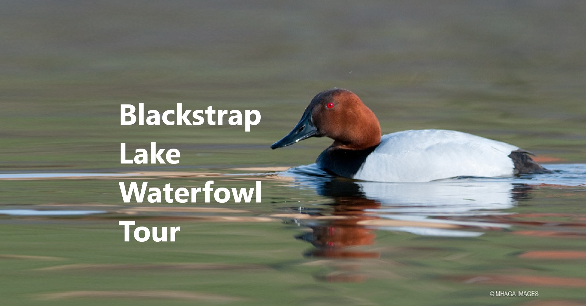 Blackstrap Waterfowl Tour