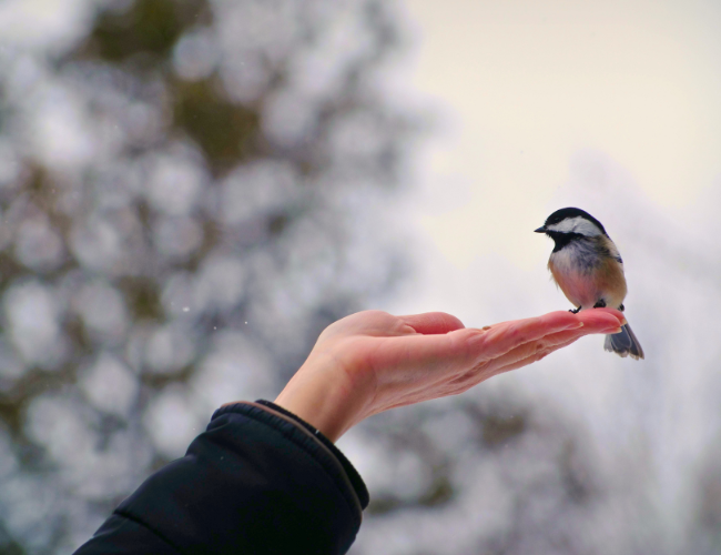 bird
