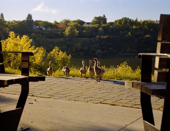 Ducks by Empty Benches